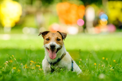 The “How To” On Moving With Pets In Omaha, NE