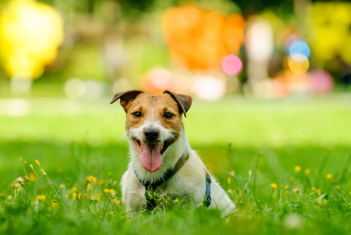 Tips For Making Your Omaha, NE Yard Safe For Pets